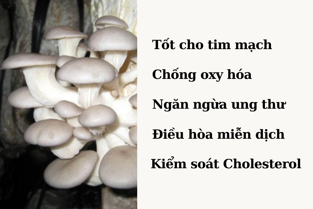 Nấm sò