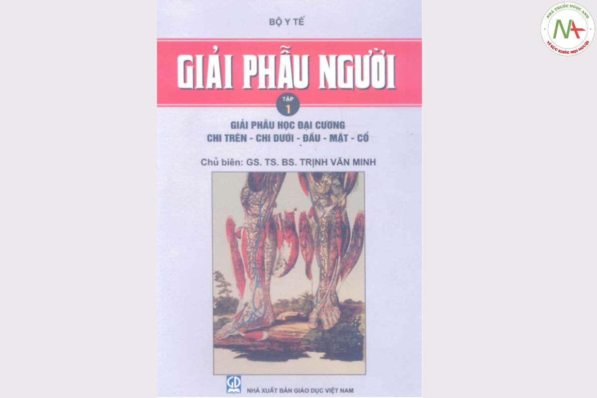 pdf sách Giải phẫu học đại cương Chi Trên - Chi Dưới - Đầu - Mặt - Cổ