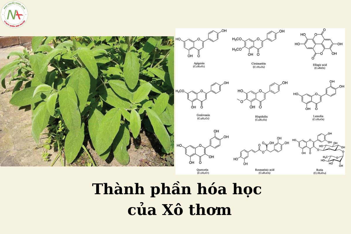 Thành phần hóa học của Xô Thơm