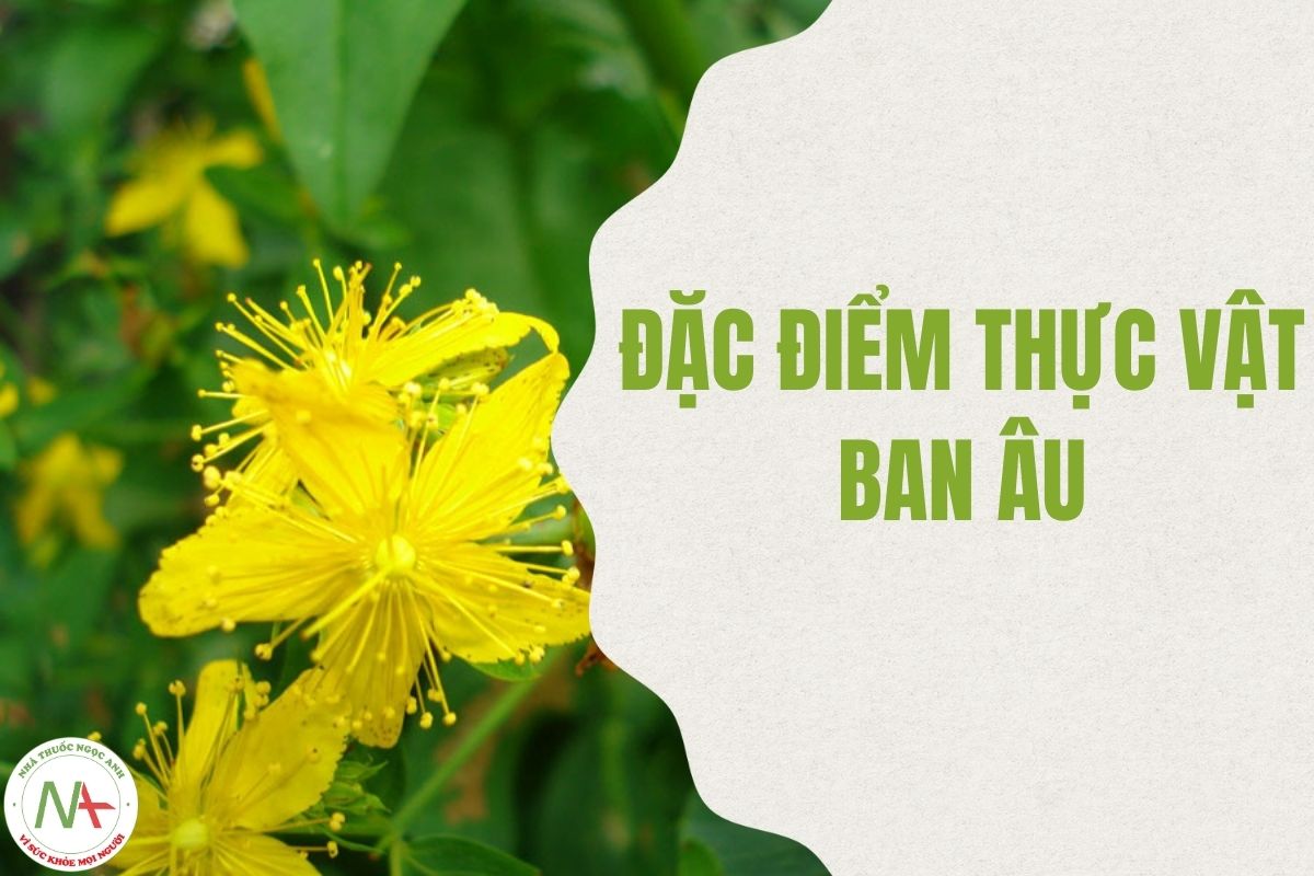 Đặc điểm thực vật Ban Âu