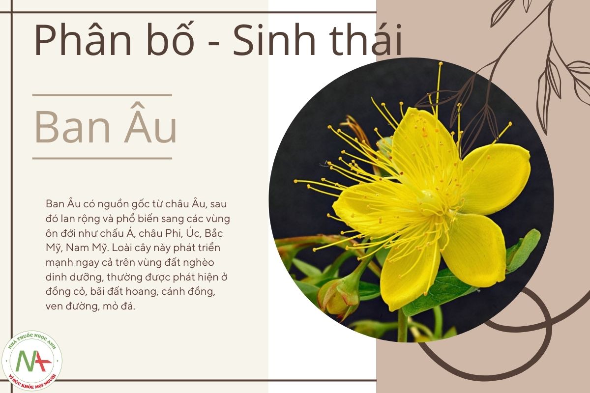 Phân bố sinh thái Ban Âu