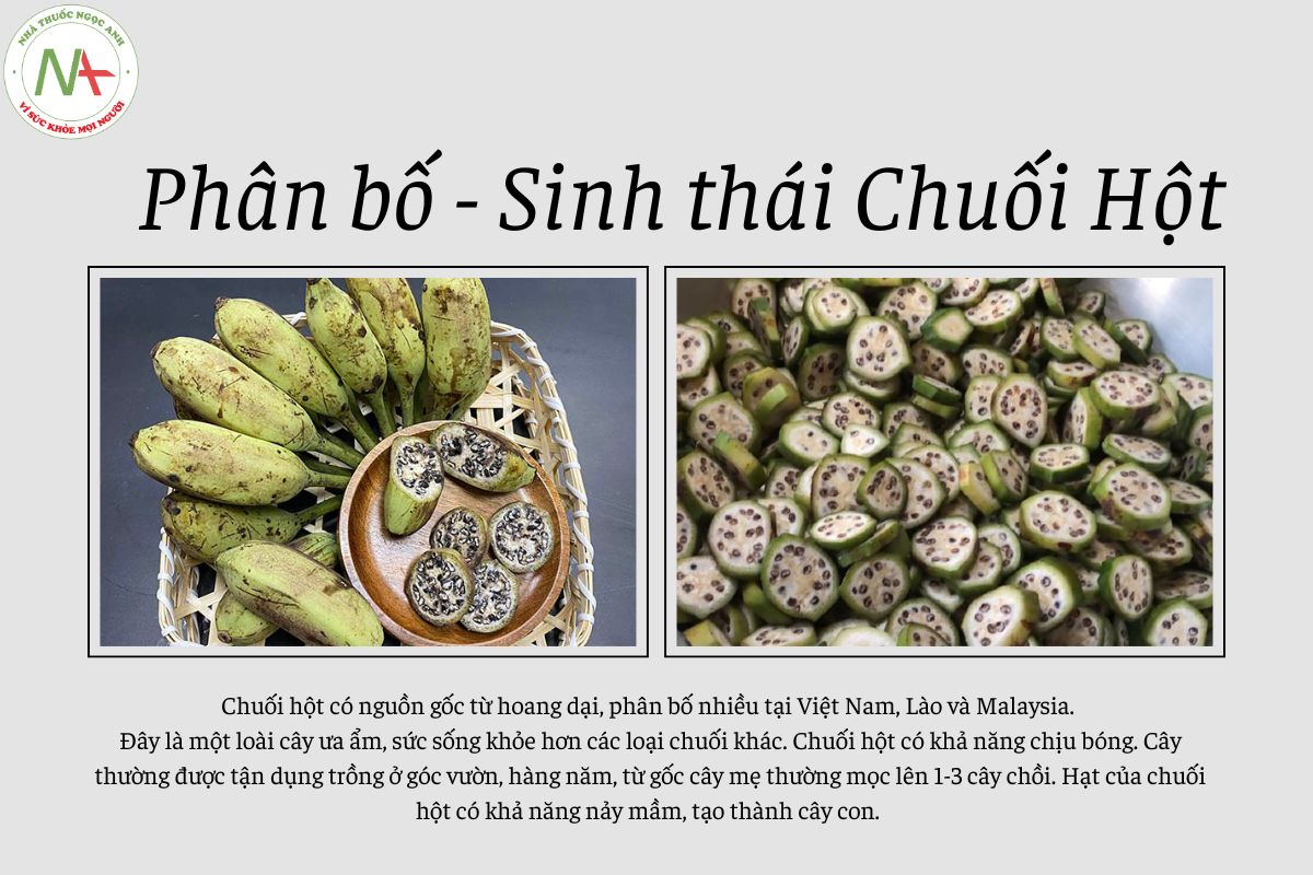 Phân bố sinh thái Chuối Hột