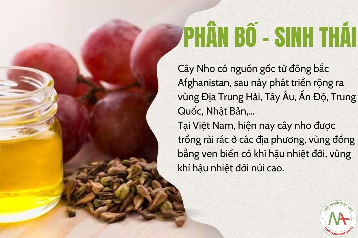 Phân bố sinh thái của hạt nho