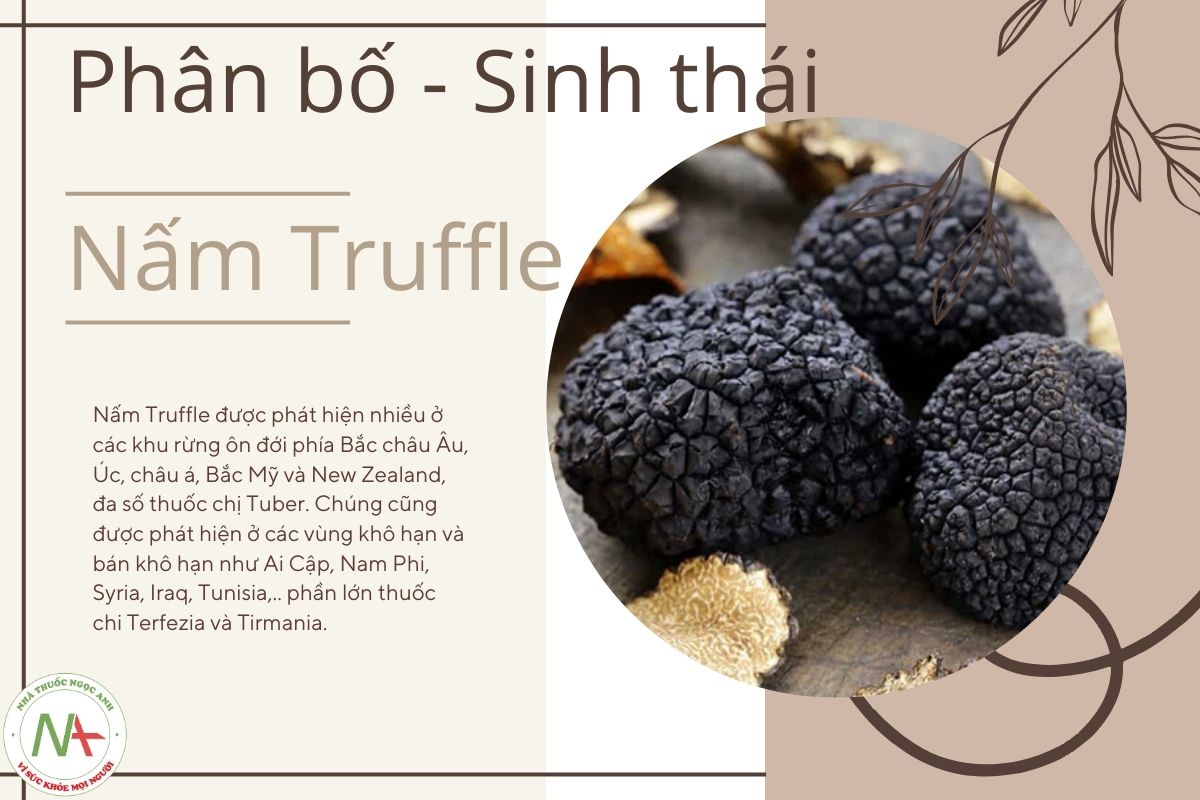 Phân bố sinh thái Nấm Truffle