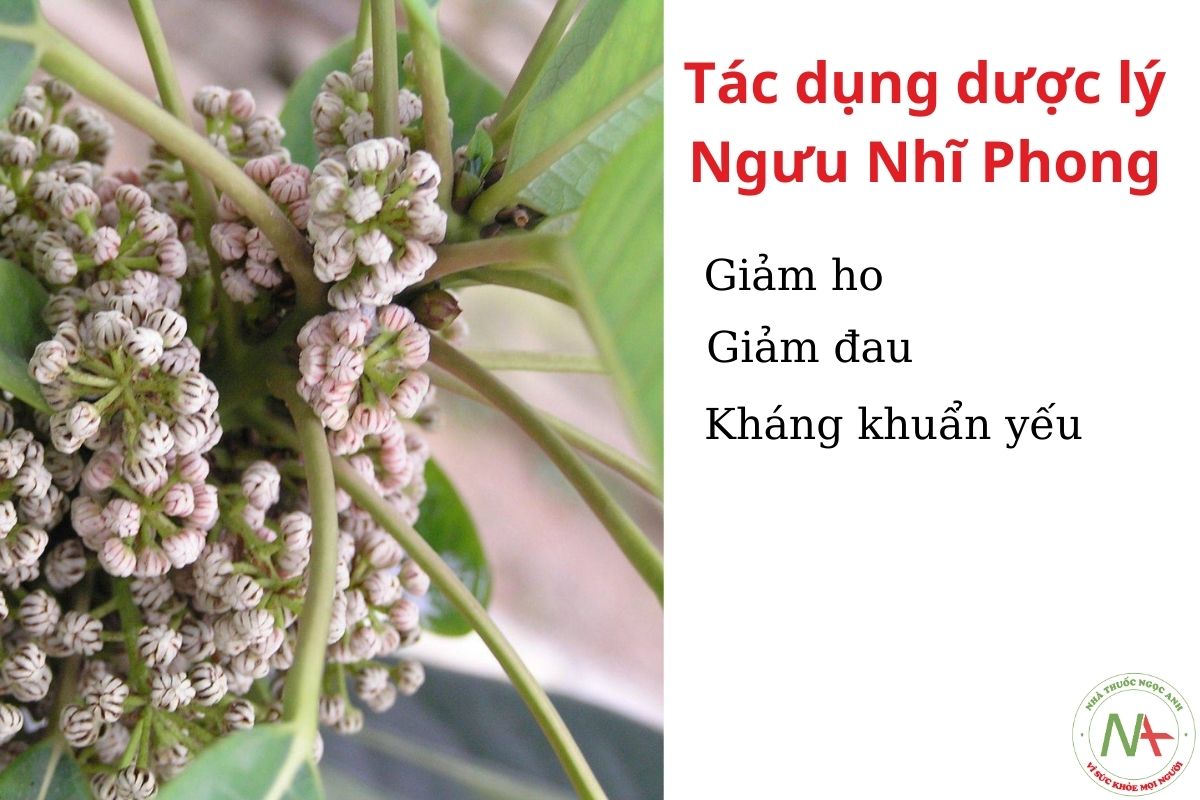 Tác dụng Ngưu Nhĩ Phong