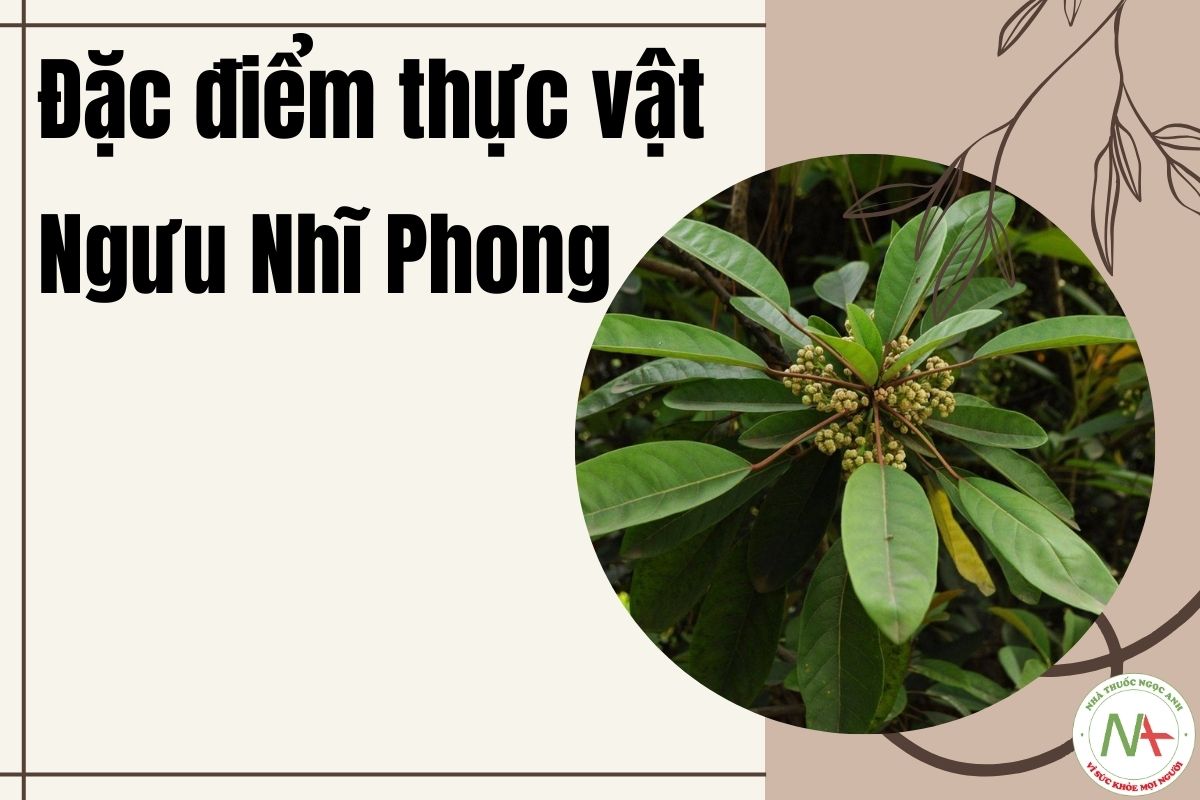 Đặc điểm thực vật Ngưu Nhĩ Phong