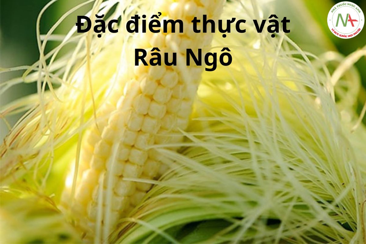 Đặc điểm thực vật Râu ngô