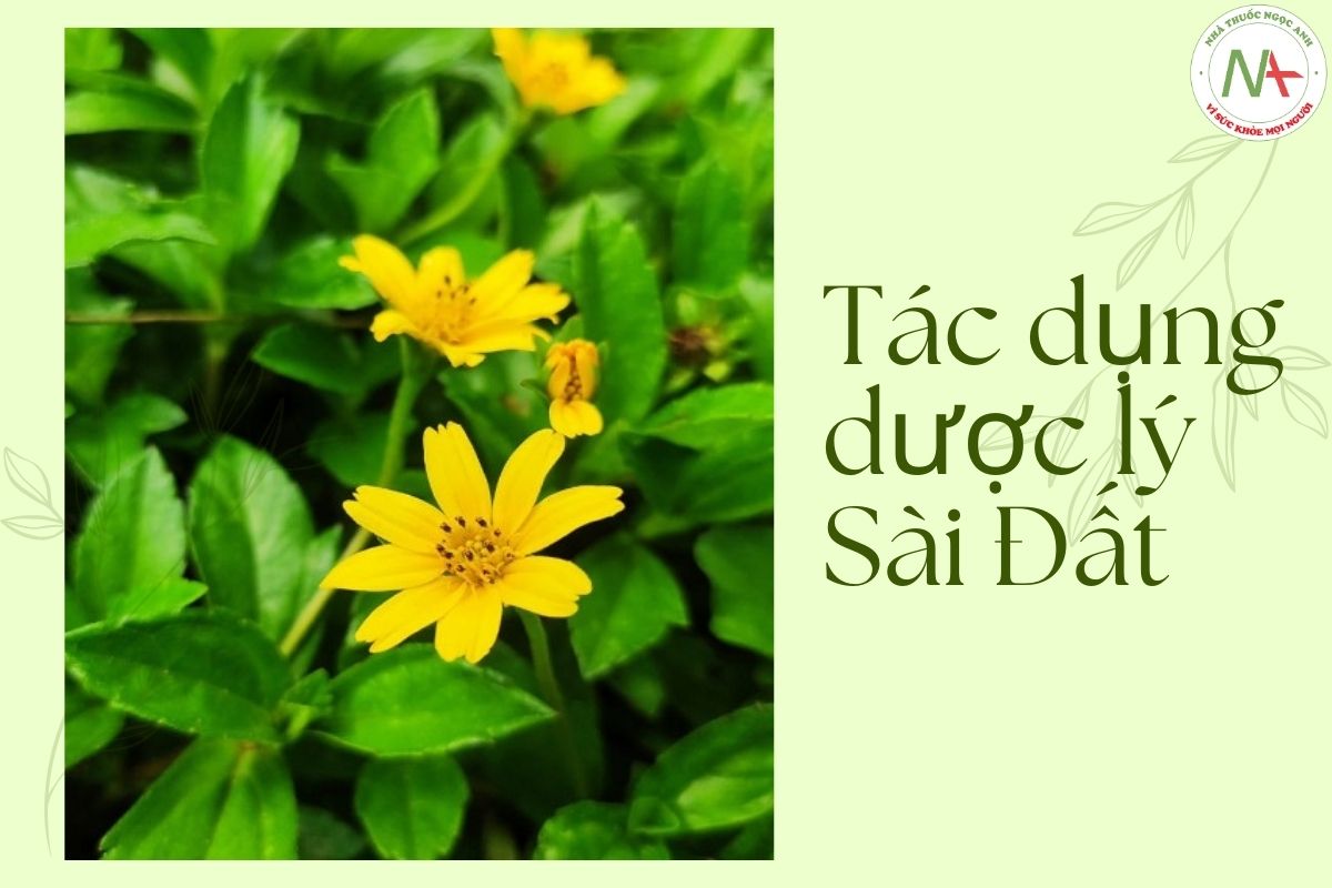 Tác dụng Sài Đất