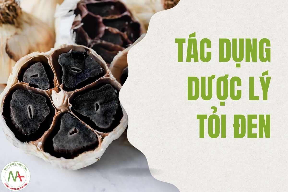 Tác dụng dược lý Tỏi Đen