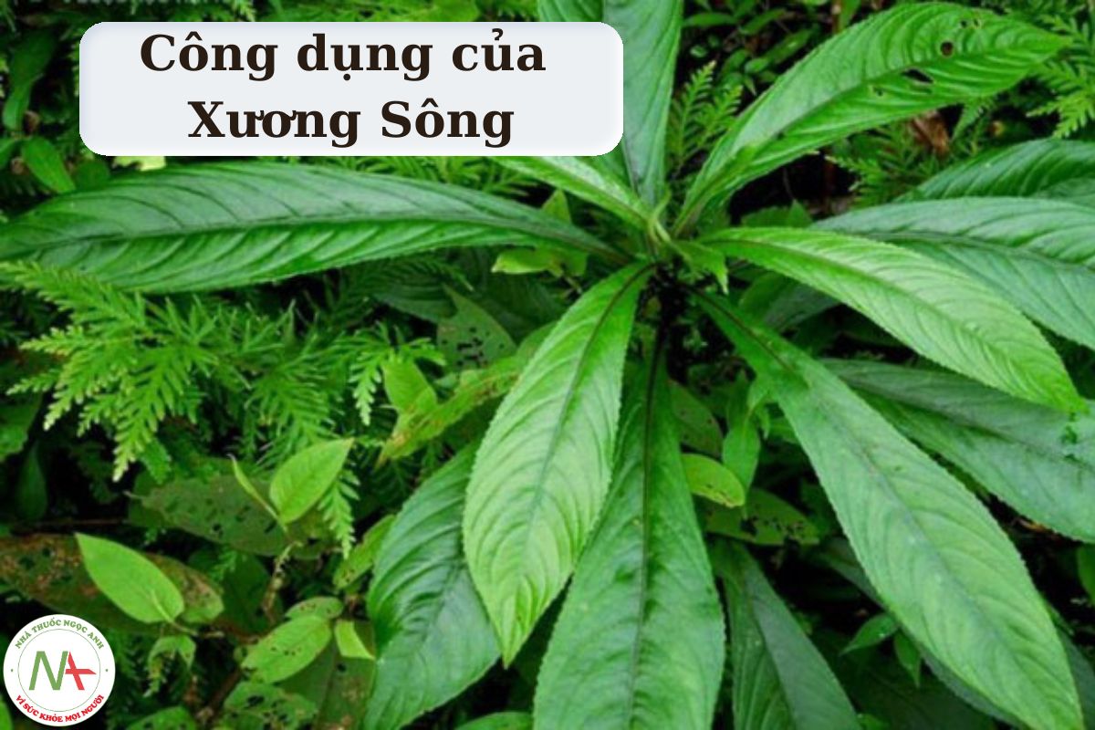 Công dụng của Xương Sông