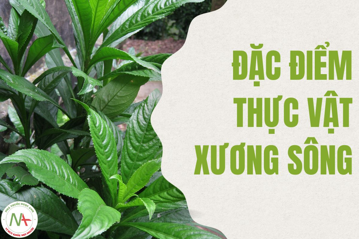 Đặc điểm thực vật Xương Sông