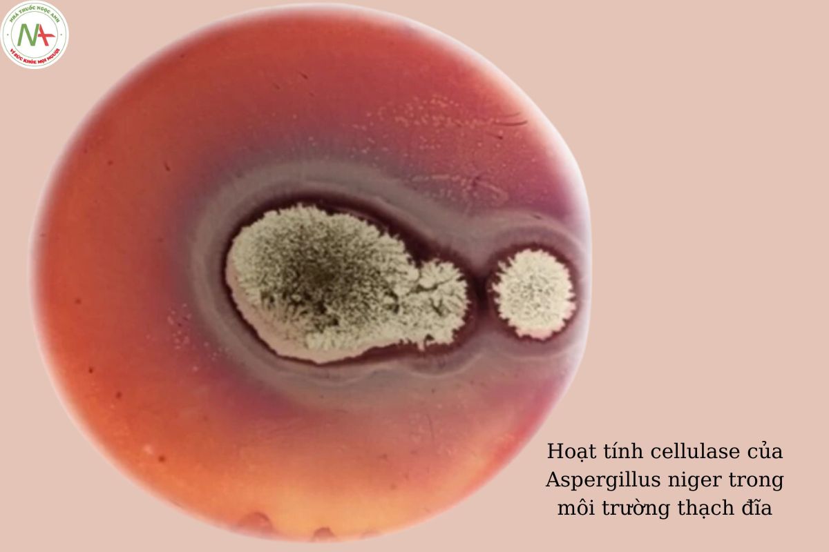 Hoạt tính cellulase của Aspergillus niger