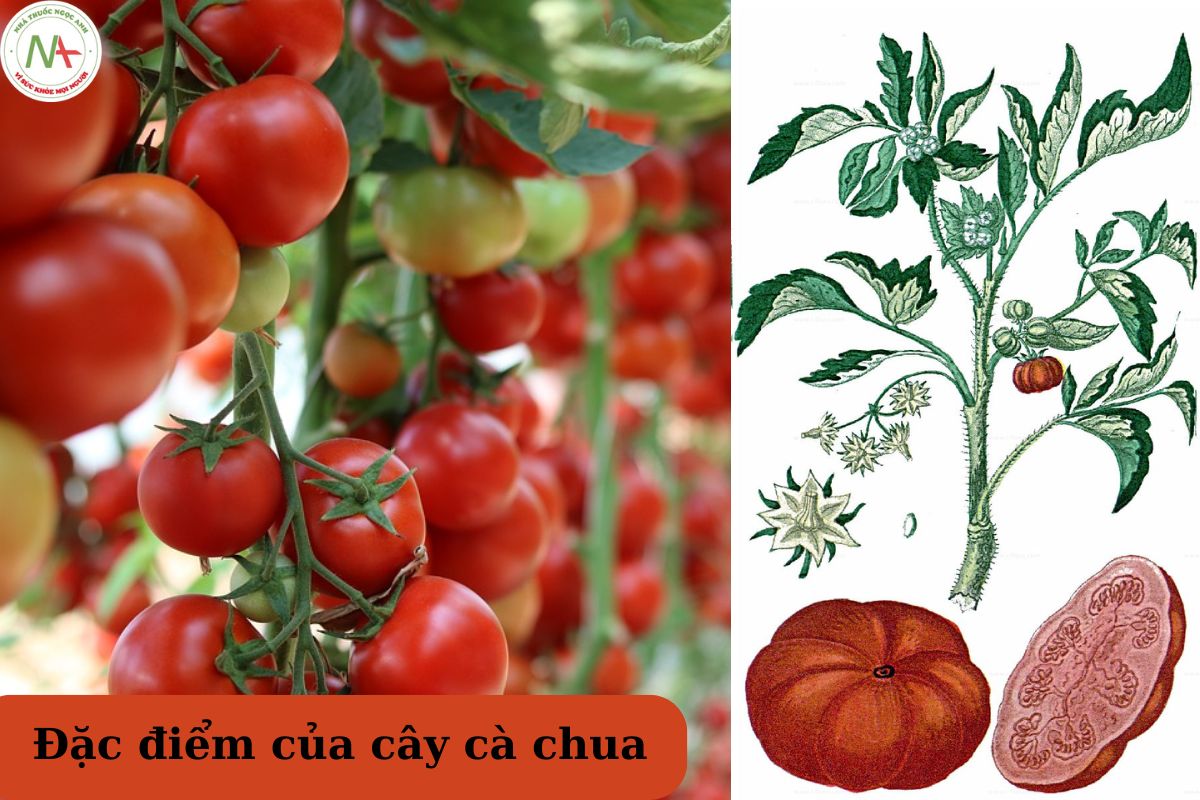 Đặc điểm cây cà chua