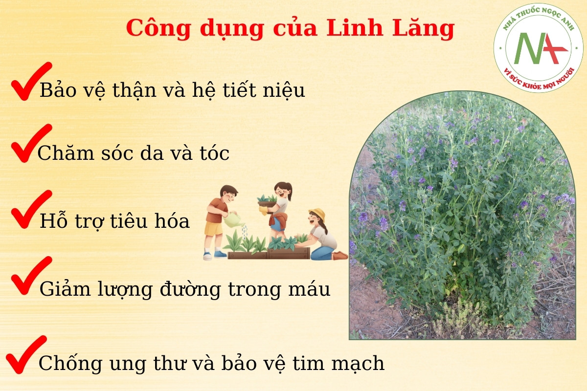 Cỏ Linh Lăng