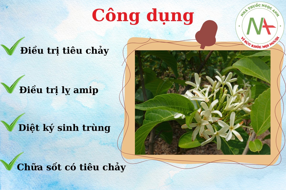 Mộc hoa trắng