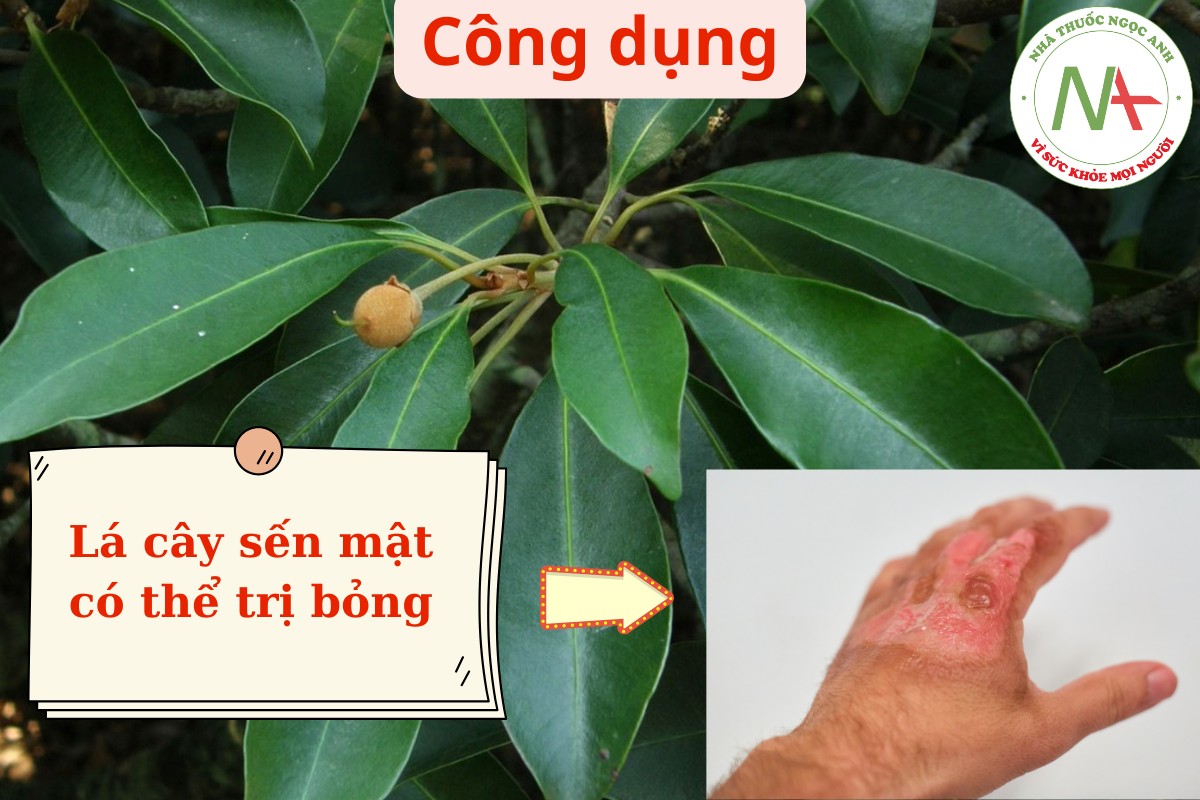 Dược liệu Sến Mật