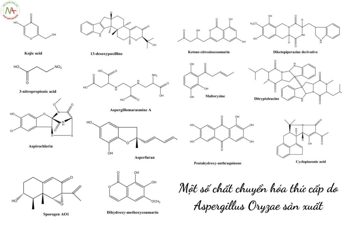 Một số chất chuyển hóa thứ cấp từ Nấm Aspergillus oryzae