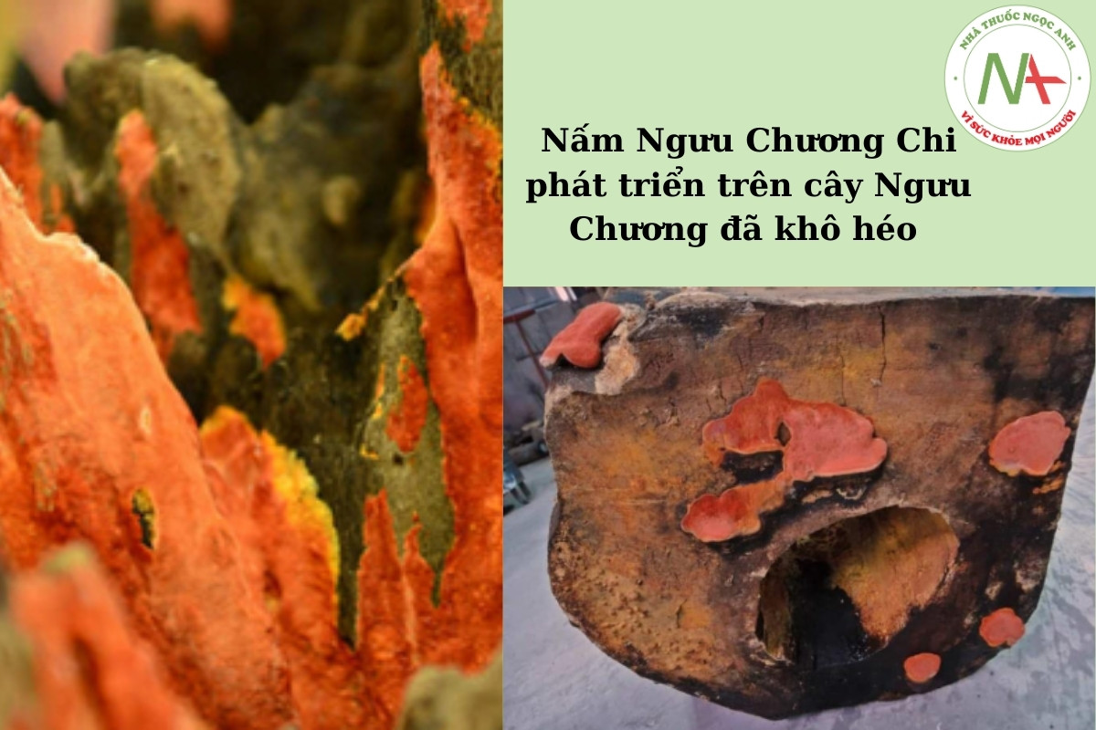 Nấm Ngưu Chương Chi