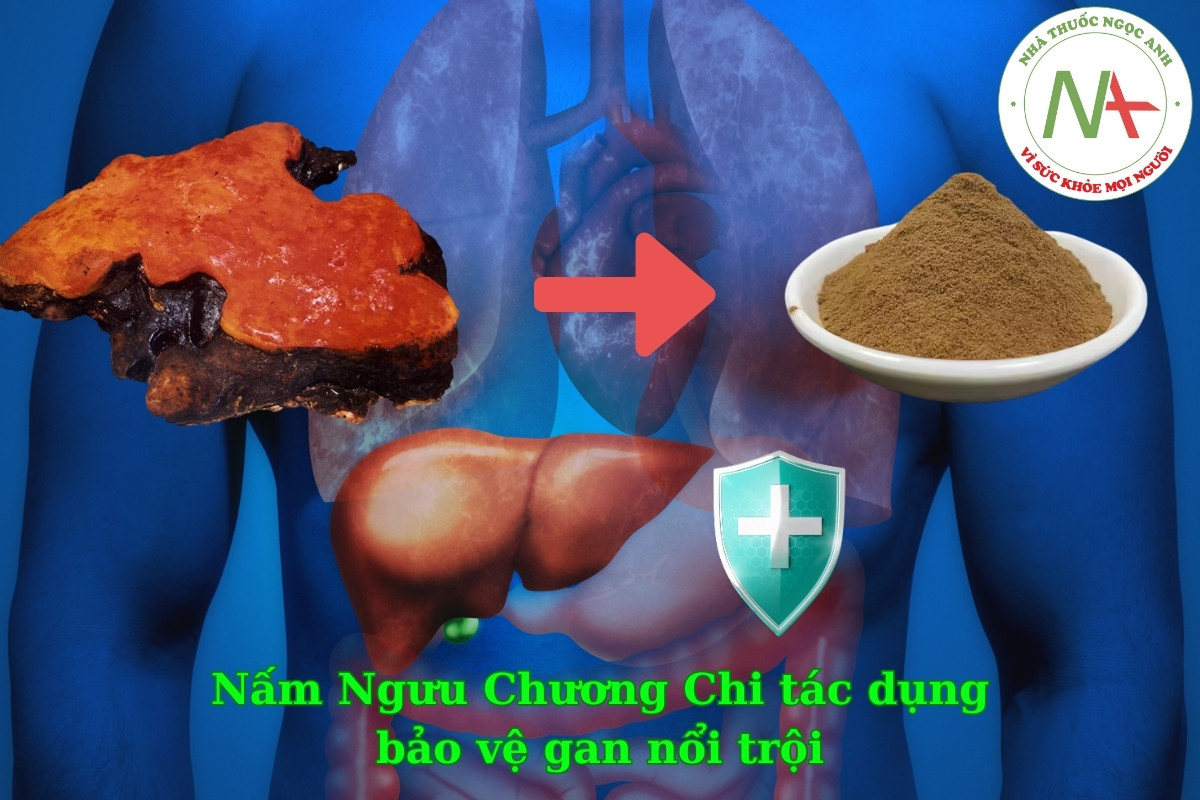 Nấm Ngưu Chương Chi