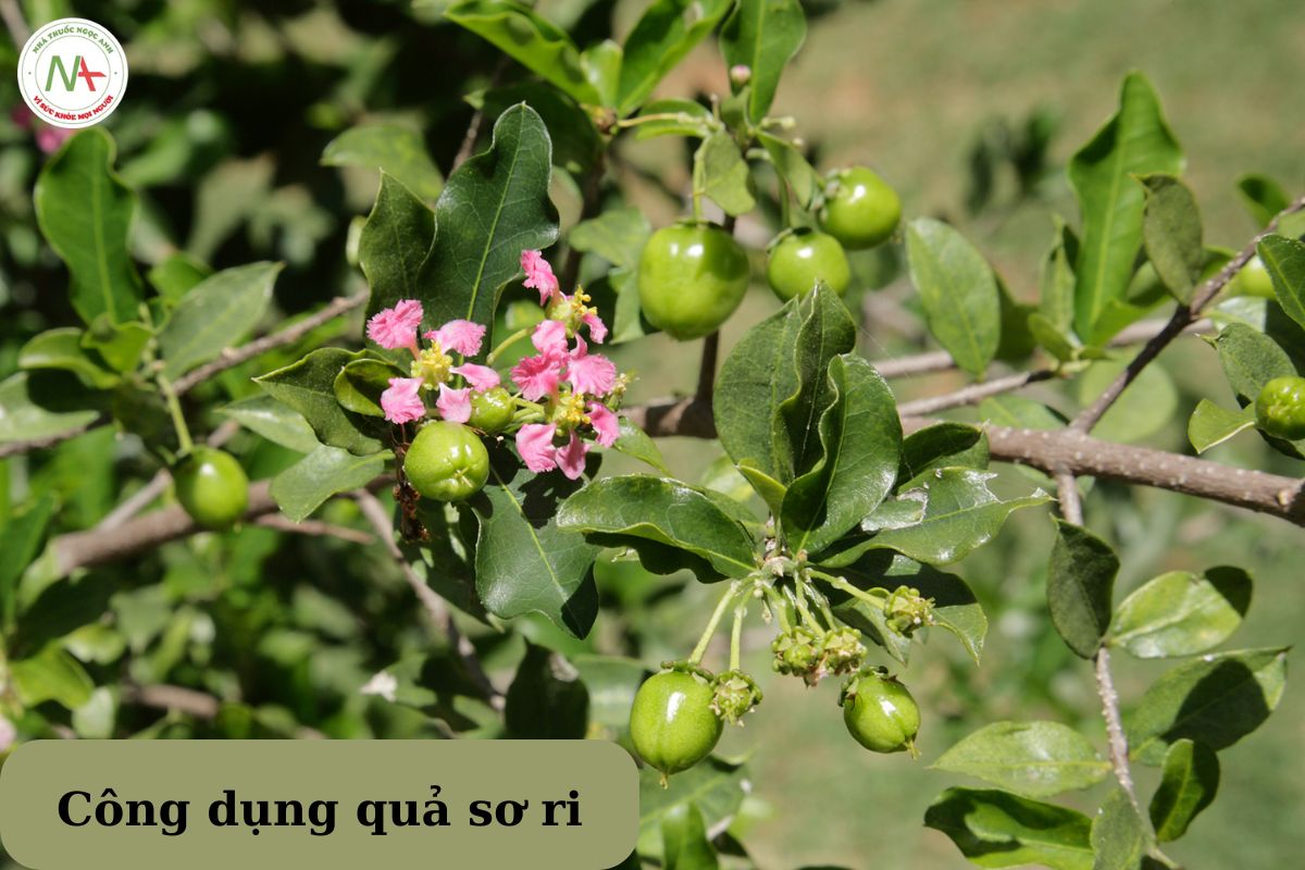 Quả sơ ri