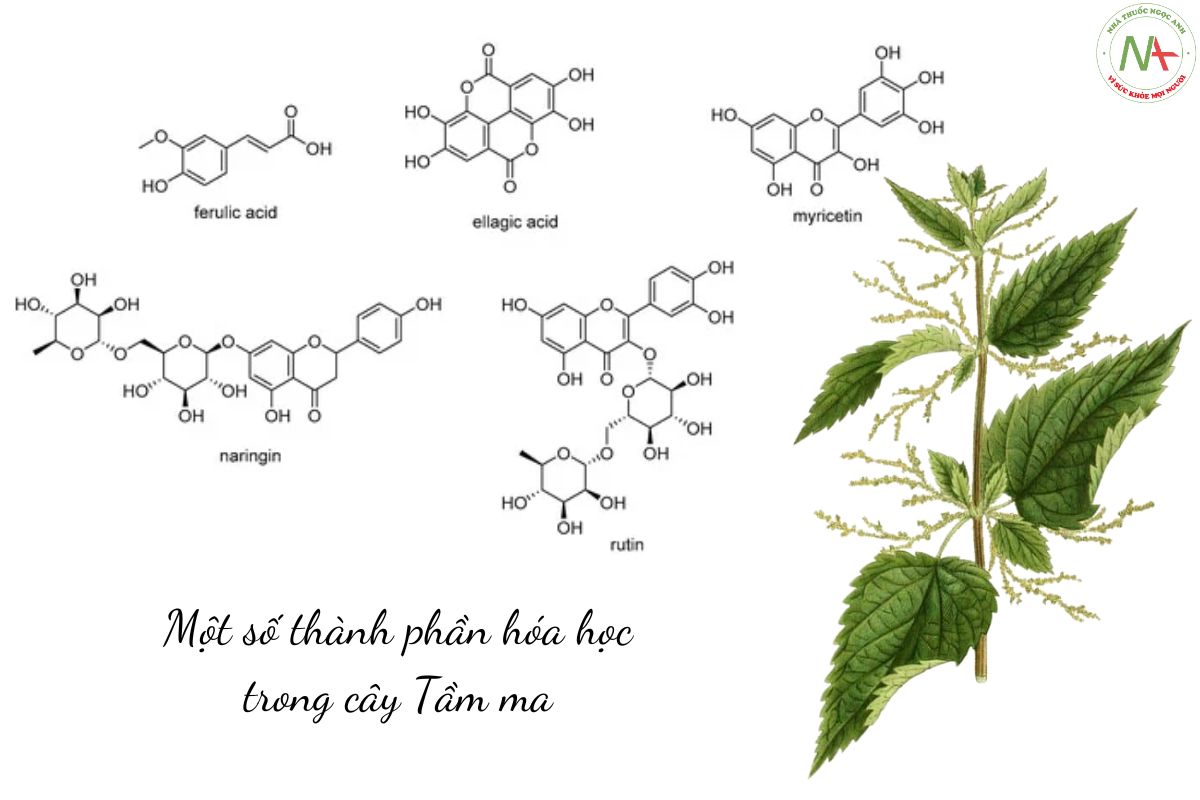 Thành phần hóa học của cây tầm ma 