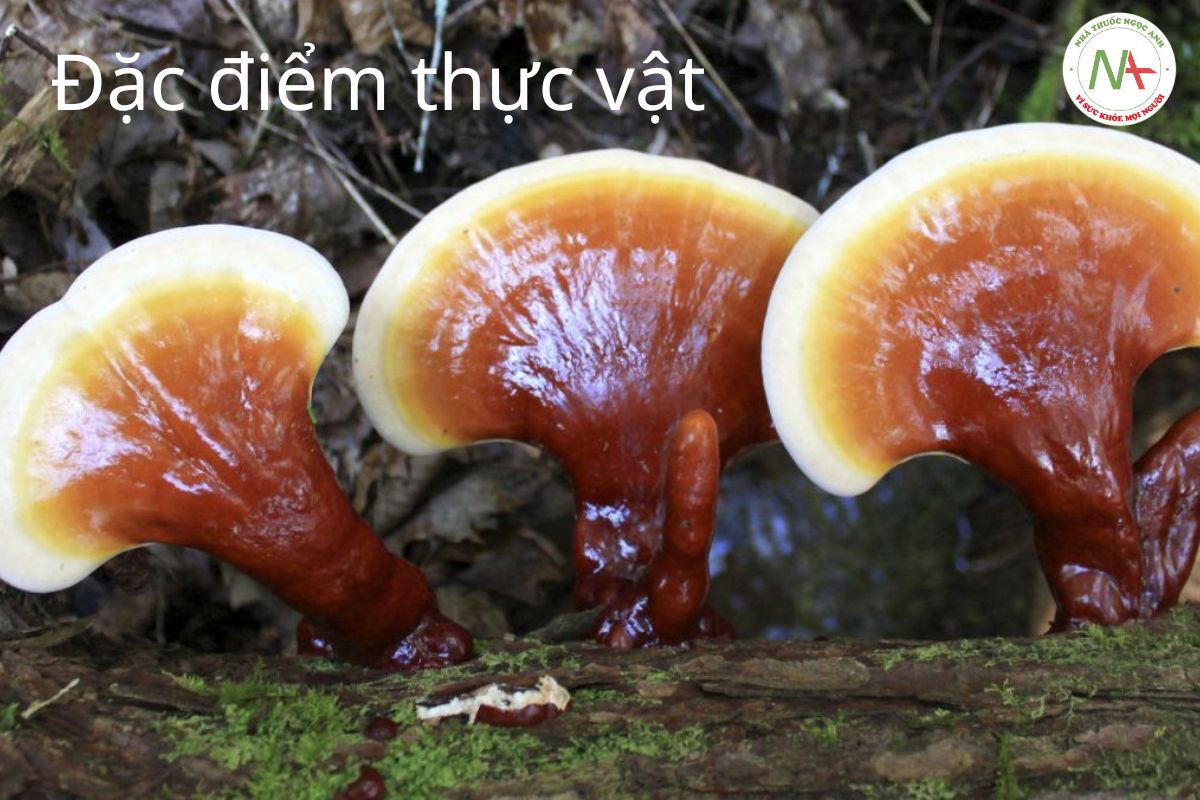 Đặc điểm thực vật Nấm Lim Xanh 