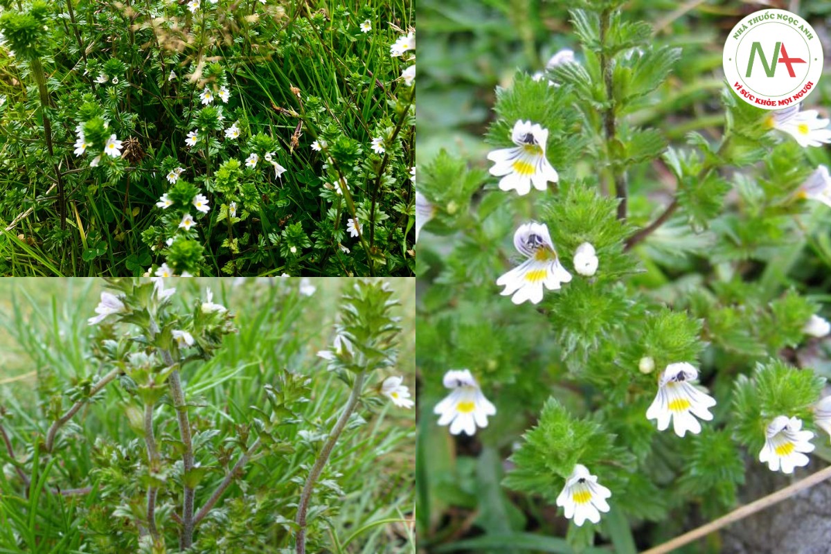 Bộ phận dùng là phần trên mặt đất của Cây Sáng Mắt