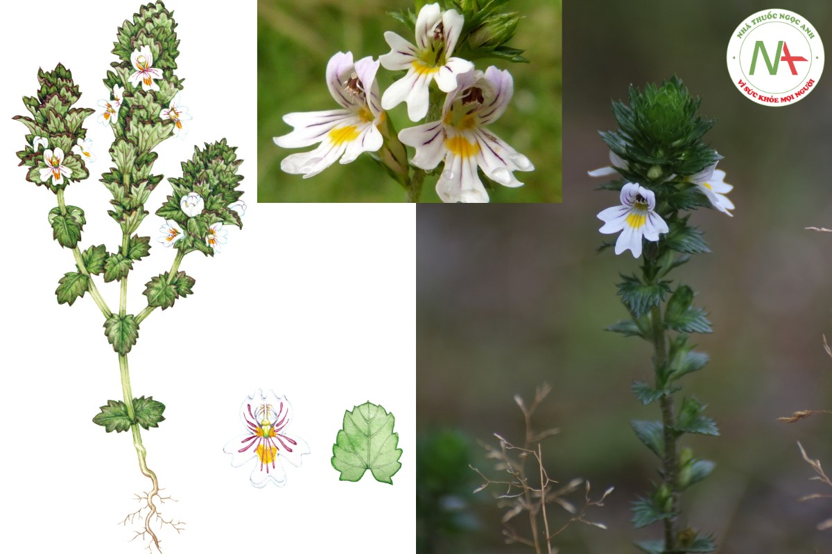 Đặc điểm thực vật của Cây Sáng Mắt