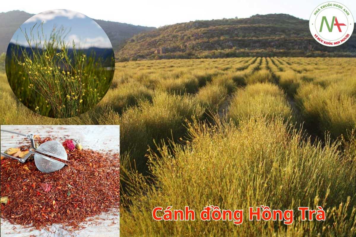 Cánh đồng Hồng Trà Nam Phi