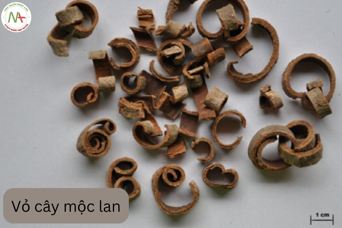 Bộ phận dùng của mộc lan