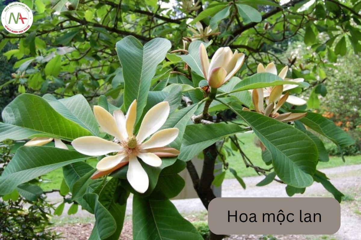 Tác dụng dược lý của mộc lan 