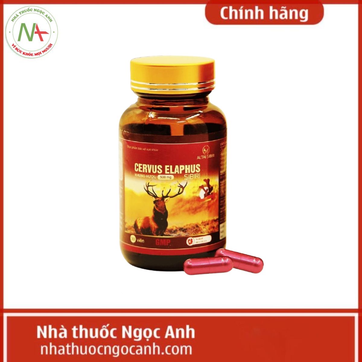 Cervus Elaphus Sibiri