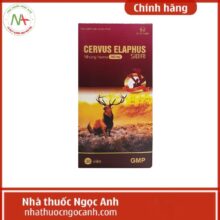 Cervus Elaphus Sibiri