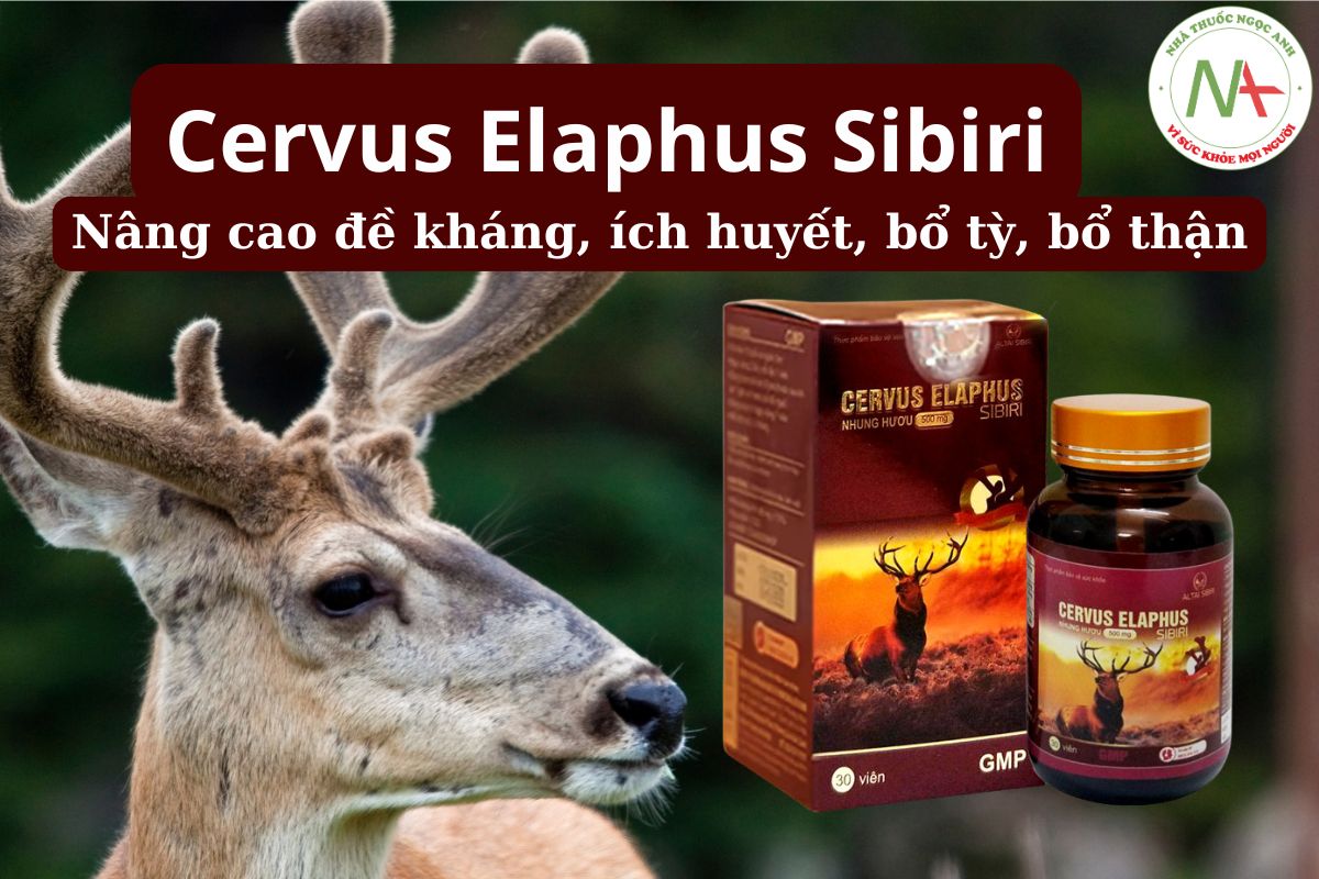Cervus Elaphus Sibiri