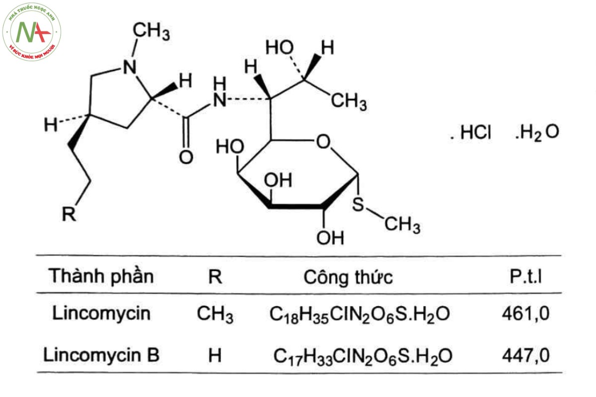 LINCOMYCIN HYDROCLORID 2 LINCOMYCIN HYDROCLORID