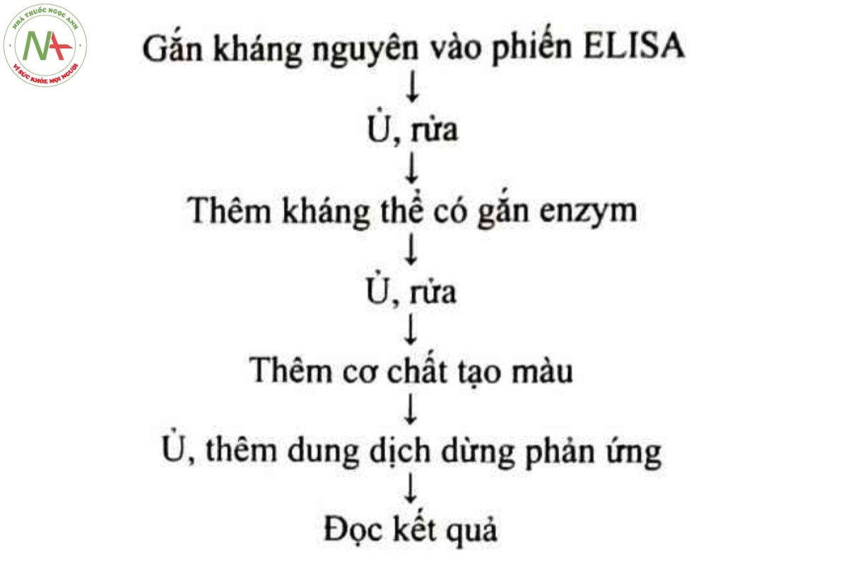 Phụ lục 15.46 - CÁC KỸ THUẬT ELISA (PHƯƠNG PHÁP MIỄN DỊCH GẮN MEN, PHƯƠNG PHÁP ELISA) 2 Sơ đồ 15.46.1 - Các bước thực hiện phản ứng ELISA trực tiếp