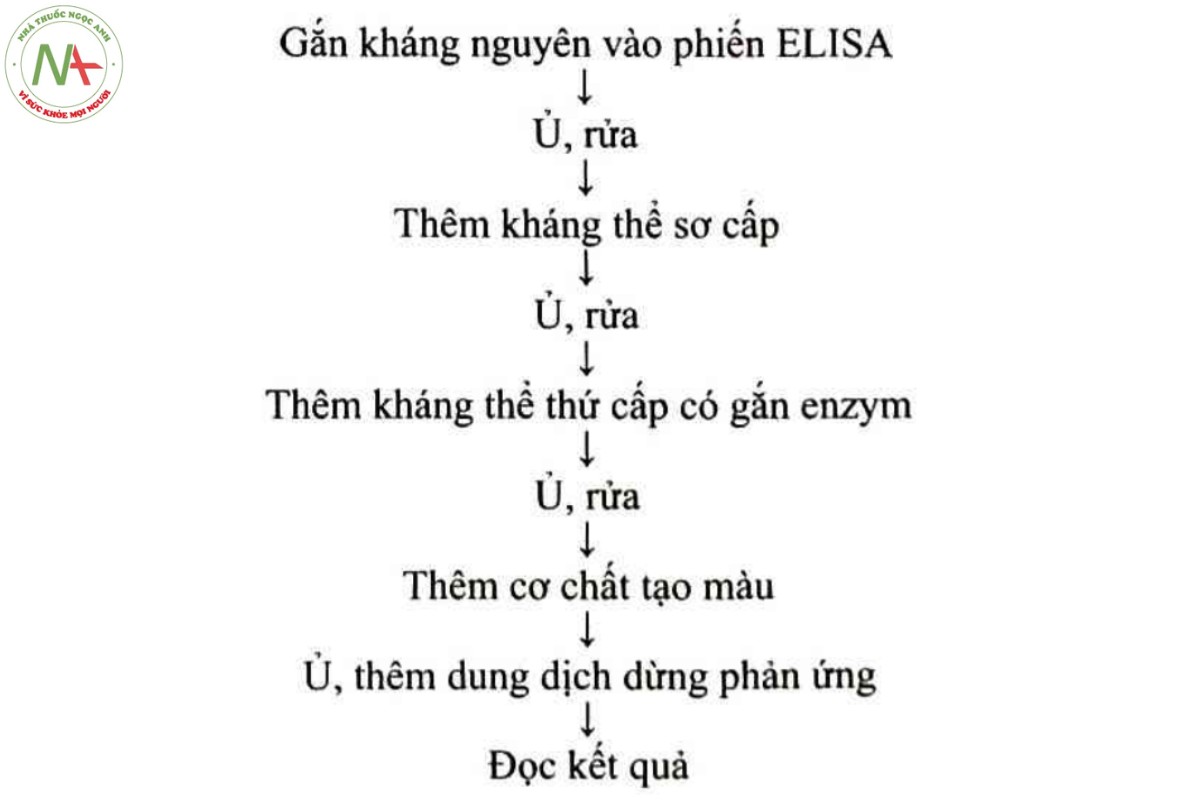 Phụ lục 15.46 - CÁC KỸ THUẬT ELISA (PHƯƠNG PHÁP MIỄN DỊCH GẮN MEN, PHƯƠNG PHÁP ELISA) 3 Sơ đồ 15.46.2 - Các bước thực hiện phản ứng ELISA gián tiếp
