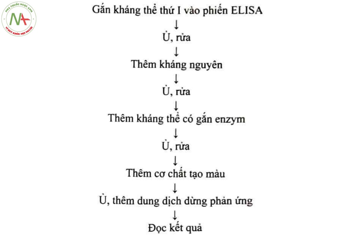 Phụ lục 15.46 - CÁC KỸ THUẬT ELISA (PHƯƠNG PHÁP MIỄN DỊCH GẮN MEN, PHƯƠNG PHÁP ELISA) 4 Sơ đồ 15.46.3 - Các bước thực hiện ELISA Sandwich trực tiếp