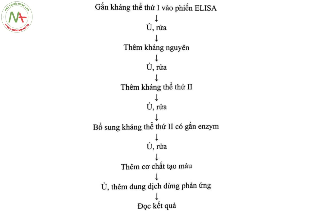 Phụ lục 15.46 - CÁC KỸ THUẬT ELISA (PHƯƠNG PHÁP MIỄN DỊCH GẮN MEN, PHƯƠNG PHÁP ELISA) 5 Sơ đồ 15.46.4 - Các bước thực hiện ELISA Sandwich gián tiếp
