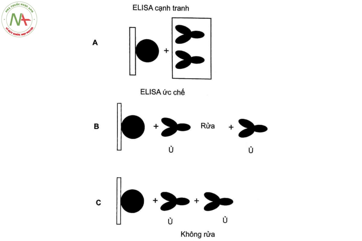 Phụ lục 15.46 - CÁC KỸ THUẬT ELISA (PHƯƠNG PHÁP MIỄN DỊCH GẮN MEN, PHƯƠNG PHÁP ELISA) 6 Hình 15.46.1 - Sự khác biệt giữa ức chế và cạnh tranh